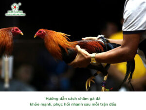 cham-soc-ga-choi-truoc-khi-di-da